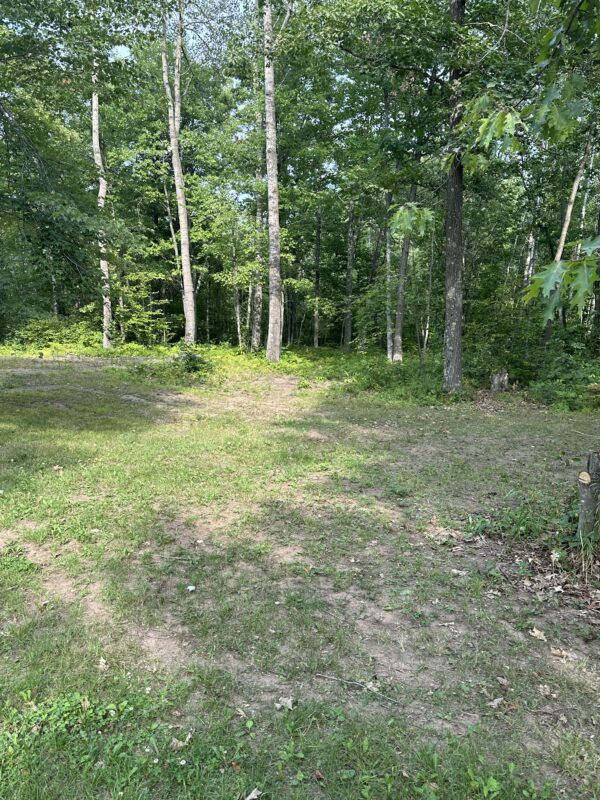 A grassy area with trees and bushes in the background.