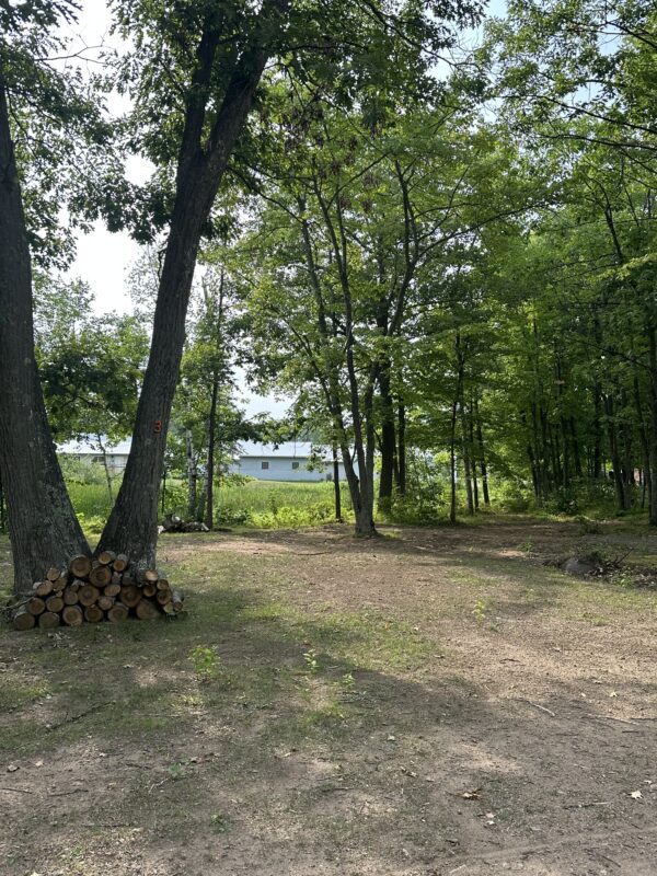 A view of trees and grass from the ground.