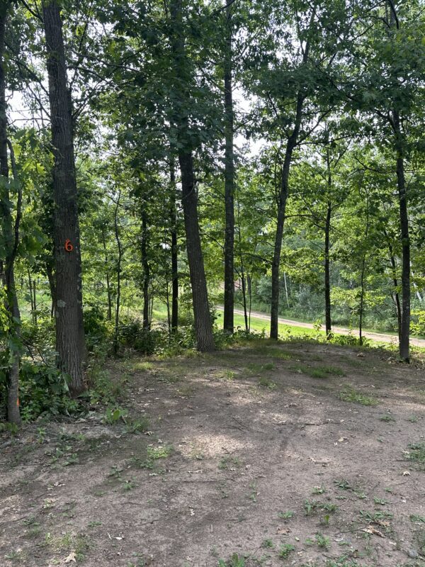 A view of some trees in the woods.